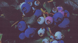 Southern Highbush Blueberry fruit